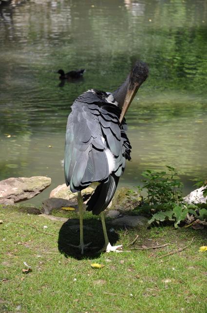 min 2013 07 06 beauval 257